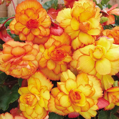 Begonie Picottee - Begonia picottee - prodej cibulovin - 2 ks