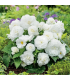 Begonie Nonstop bílá - Begonia tuberhybrida - prodej cibulovin - 2 ks
