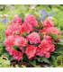 Begonie Nonstop růžová - Begonia tuberhybrida - prodej cibulovin - 2 ks