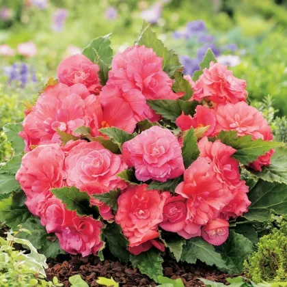 Begonie Nonstop růžová - Begonia tuberhybrida - prodej cibulovin - 2 ks