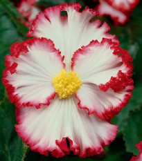 Begonie Marginata bílá - Begonia crispa - prodej cibulovin - 2 ks