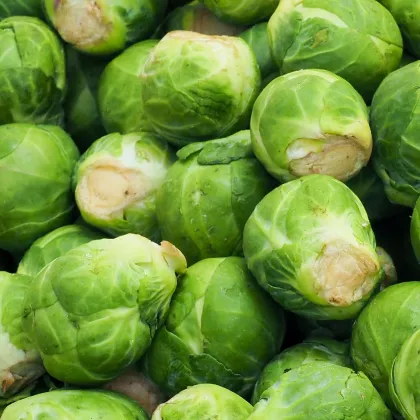 Kapusta růžičková Danet F1 - Brassica oleracea - prodej semen - 40 ks