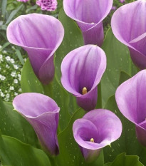 Kala Captain Violetta - Zantedeschia - prodej cibulovin - 1 ks