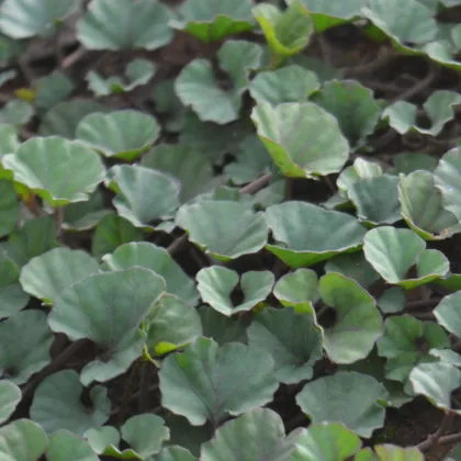 Stříbrný déšť Emerald Falls - Dichondra argentea - prodej semen - 6 ks