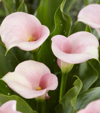 Kala Captain Melrose - Zantedeschia - prodej cibulovin - 1 ks