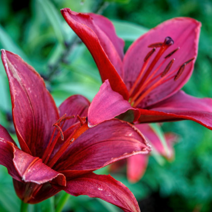 Lilie Purple Dream – Lilium asiatica – cibuloviny – prodej lilií