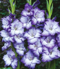 Gladiol Triton - Gladiolus - prodej cibulovin - 3 ks