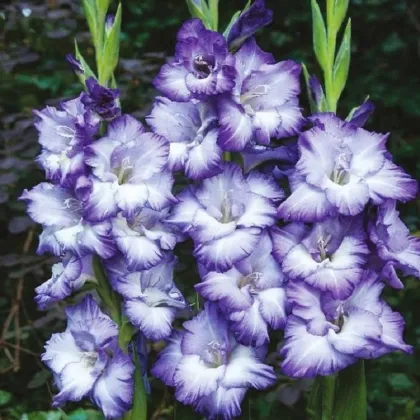 Gladiol Triton - Gladiolus - prodej cibulovin - 3 ks