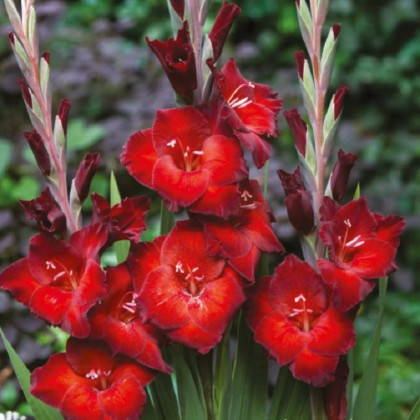 Gladiol Azuro - Gladiolus - prodej cibulovin - 3 ks
