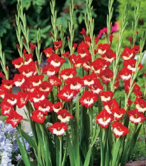 Gladiol Mademoiselle de Paris - Gladiolus - prodej cibulovin - 3 ks