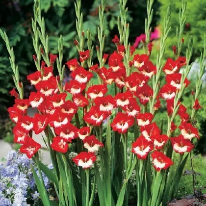 Gladiol Mademoiselle de Paris - Gladiolus - prodej cibulovin - 3 ks