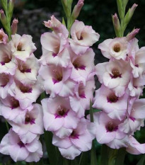 Gladiol Venezia - Gladiolus - prodej cibulovin - 3 ks