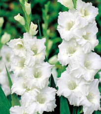 Gladiol Snowy Ruffle - Gladiolus - prodej cibulovin - 3 ks