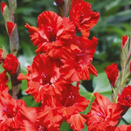 Gladiol Fire Ruffle - Gladiolus - prodej cibulovin - 3 ks