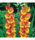 Gladiol Princess Margaret Rose - Gladiolus - prodej cibulovin - 3 ks