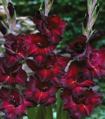 Gladiol Black Sea - Gladiolus - prodej cibulovin - 3 ks