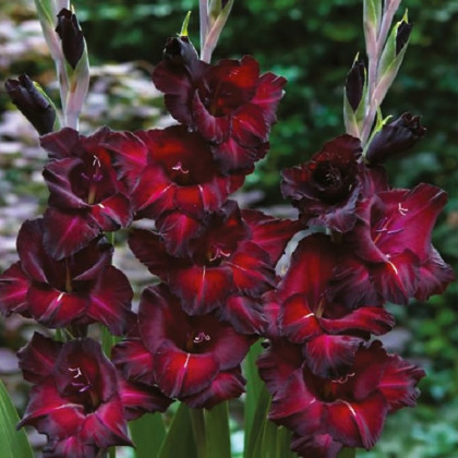 Gladiol Black Sea - Gladiolus - prodej cibulovin - 3 ks