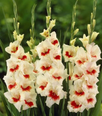 Gladiol Ajax - Gladiolus - prodej cibulovin - 3 ks