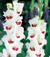 Gladiol Fiorentina - Gladiolus - prodej cibulovin - 3 ks