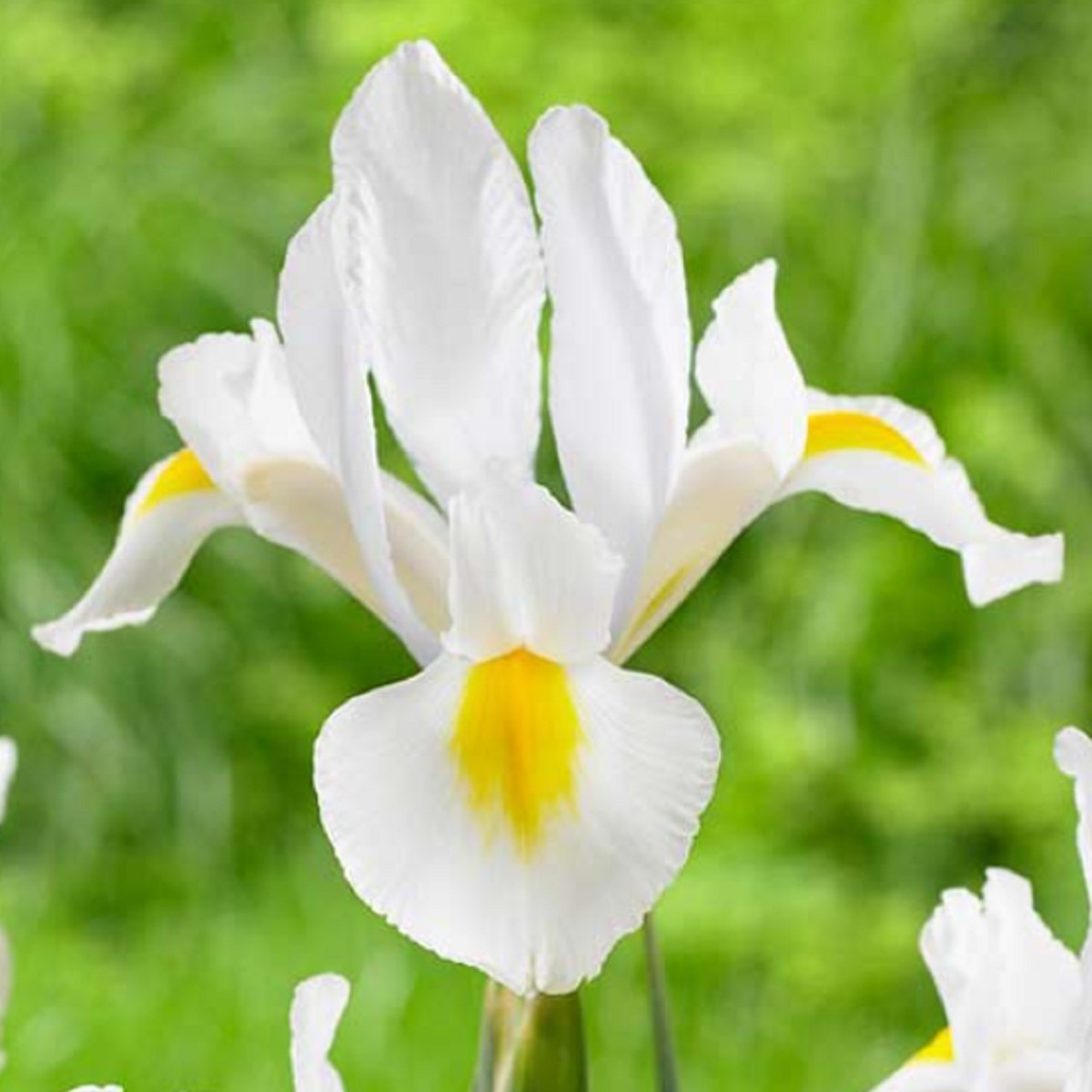 Kosatec White Excelsior - Iris hollandica - prodej cibulovin - 3 ks