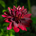 Jiřinka Arabian Night - Dahlia - prodej cibulovin - 1 ks