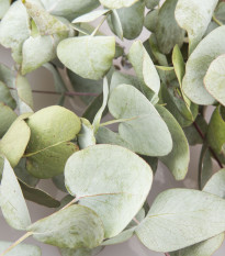 Eukalyptus Silver dollar - Blahovičník - Eucalyptus cinerea - prodej semen - 7 ks