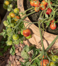 Rajče keříčkové balkónové Tomfall - Solanum lycopersicum - prodej semen - 20 ks