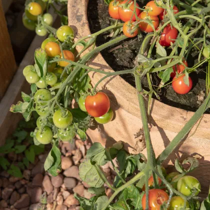 Rajče keříčkové balkónové Tomfall - Solanum lycopersicum - prodej semen - 20 ks