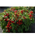 Rajče keříčkové balkónové Tomfall - Solanum lycopersicum - prodej semen - 20 ks