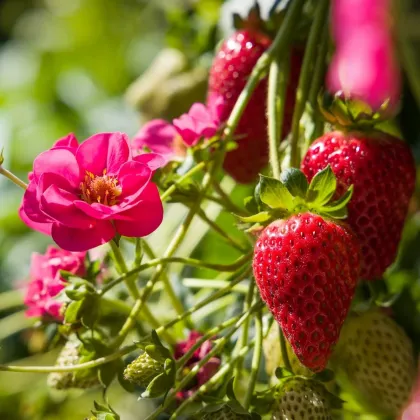 Jahodník Summer Breeze Cherry F1 - Fragaria - prodej semen - 10 ks