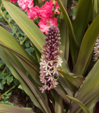 Chocholatice tečkovaná - Eucomis comosa - prodej cibulovin - 1 ks