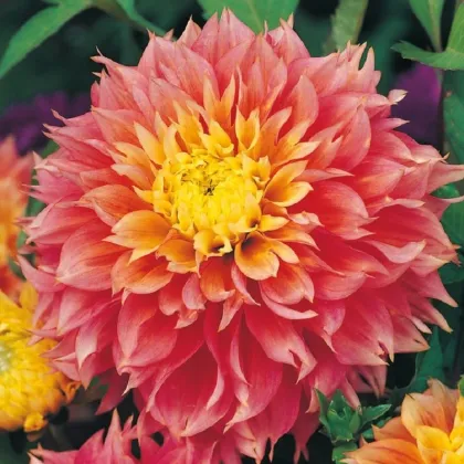 Jiřinka Kogane Fubuki - Dahlia - prodej cibulovin - 1 ks