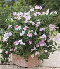 Hrachor vonný zakrslý Cupid Pink - Lathyrus odoratus - prodej semen - 12 ks