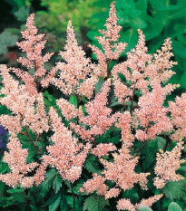 Čechrava Peach Blossom - Astilbe japonica - prodej cibulovin - 1 ks