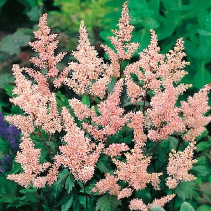 Čechrava Peach Blossom - Astilbe japonica - prodej cibulovin - 1 ks