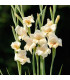 Gladiol Halley - Gladiolus nanus - prodej cibulovin - 2 ks