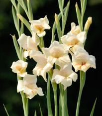 Gladiol Halley - Gladiolus nanus - prodej cibulovin - 2 ks