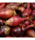 BIO Cibule sazečka Red Baron - Allium cepa - prodej bio cibulek - 50 ks