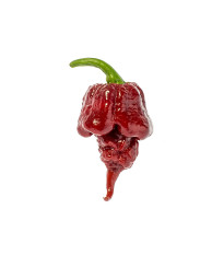 Chilli Carolina Reaper Chocolate - Capsicum chinense - prodej semen - 5 ks