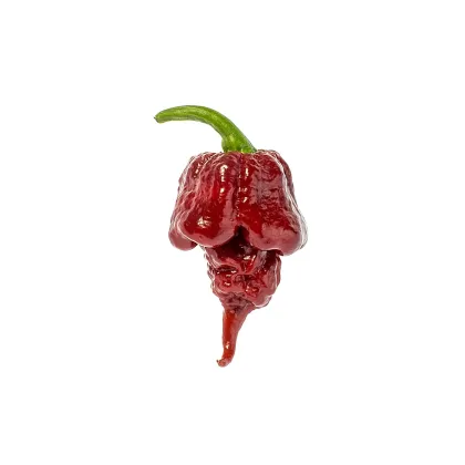 Chilli Carolina Reaper Chocolate - Capsicum chinense - prodej semen - 5 ks