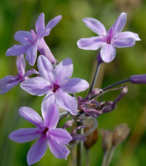 Česnek divoký BIO - Allium sativum - prodej bio česneku - 1 kus