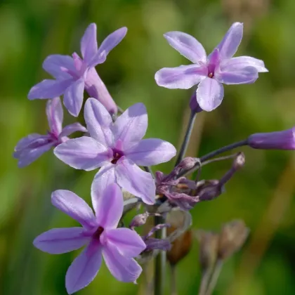 Česnek divoký BIO - Allium sativum - prodej bio česneku - 1 kus