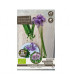 Česnek divoký BIO - Allium sativum - prodej bio česneku - 1 kus