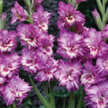 Gladiol Tango - Gladiolus tango - prodej cibulovin - 3 ks