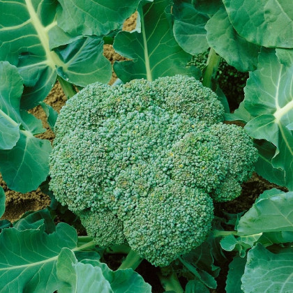 BIO Brokolice Calabrese Natalino - Brassica oleracea L. - bio prodej semen - 30 ks