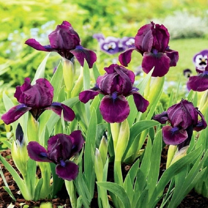 Kosatec nízký Cherry Garden - Iris pumila - prodej hlíz - 1 ks