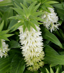 Chocholatice Autumnalis - Eucomis - prodej cibulovin - 1 ks