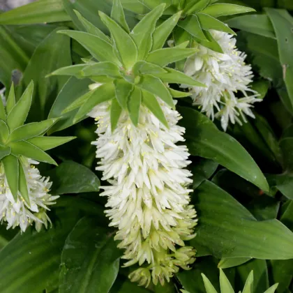 Chocholatice Autumnalis - Eucomis - prodej cibulovin - 1 ks