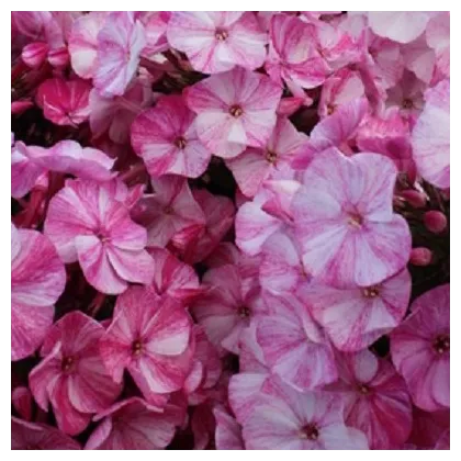 Plaménka Freckle Red Shades - Phlox - prodej prostokořenných sazenic - 1 ks