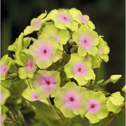 Plaménka Sherbet Blend - Phlox - prodej prostokořenných sazenic - 1 ks